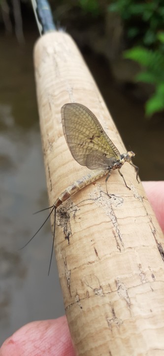 Edw mayfly - JA from Rhayader